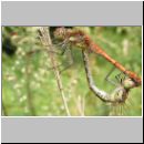Sympetrum striolatum - Grosse Heidelibelle 04.jpg